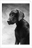 Solemn Dog by Anonymous