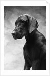 Solemn Dog by Anonymous