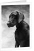 Solemn Dog by Anonymous