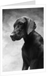 Solemn Dog by Anonymous