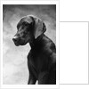 Solemn Dog by Anonymous