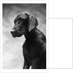 Solemn Dog by Anonymous