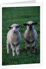 Lambs in the Grass by Anonymous