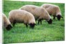 Sheep Grazing by Anonymous