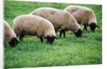 Sheep Grazing by Anonymous