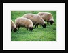 Sheep Grazing by Anonymous