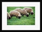 Sheep Grazing by Anonymous