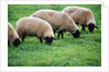 Sheep Grazing by Anonymous