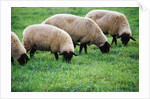 Sheep Grazing by Anonymous