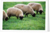 Sheep Grazing by Anonymous