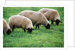 Sheep Grazing by Anonymous