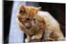 Cat Crouching on a Post by Anonymous