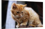 Cat Crouching on a Post by Anonymous