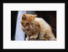 Cat Crouching on a Post by Anonymous