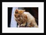 Cat Crouching on a Post by Anonymous