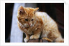Cat Crouching on a Post by Anonymous