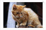 Cat Crouching on a Post by Anonymous