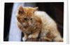 Cat Crouching on a Post by Anonymous