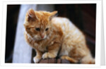 Cat Crouching on a Post by Anonymous