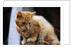Cat Crouching on a Post by Anonymous