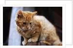 Cat Crouching on a Post by Anonymous