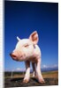 Piglet by Anonymous