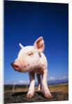 Piglet by Anonymous