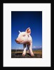 Piglet by Anonymous