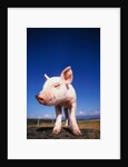 Piglet by Anonymous