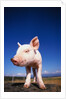Piglet by Anonymous