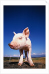 Piglet by Anonymous