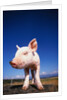 Piglet by Anonymous