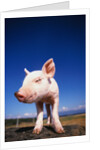 Piglet by Anonymous