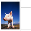 Piglet by Anonymous
