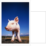 Piglet by Anonymous