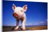Piglet by Anonymous