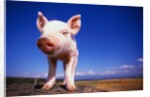 Piglet by Anonymous