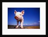 Piglet by Anonymous