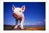 Piglet by Anonymous