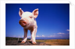 Piglet by Anonymous