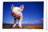 Piglet by Anonymous