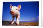 Piglet by Anonymous