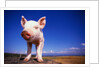 Piglet by Anonymous