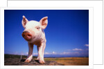Piglet by Anonymous