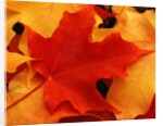 Red and Yellow Maple Leaves by Anonymous