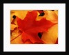Red and Yellow Maple Leaves by Anonymous