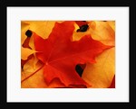 Red and Yellow Maple Leaves by Anonymous
