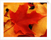 Red and Yellow Maple Leaves by Anonymous