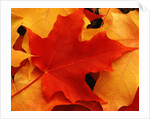 Red and Yellow Maple Leaves by Anonymous