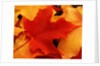 Red and Yellow Maple Leaves by Anonymous